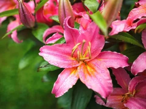 Dallas TX sub mod 4EDIT