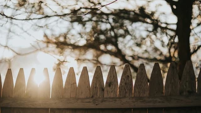 Sunlight and Trees Peeking Over Fence