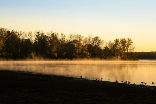 Silhouette on Birds on Serene Lake Shore with Trees